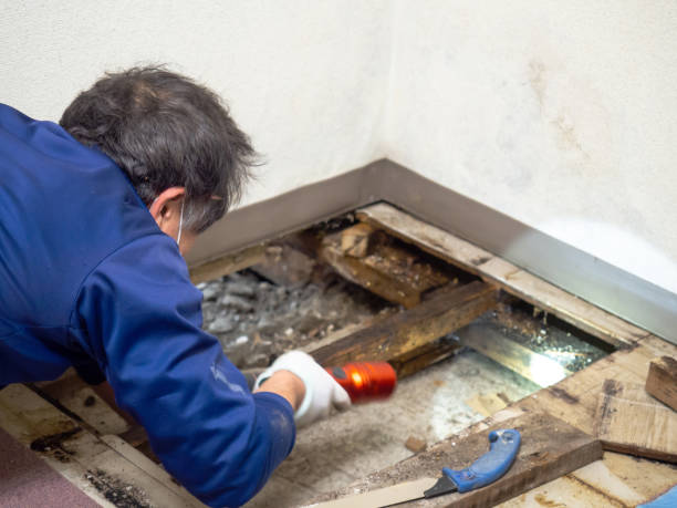 Best Mold Removal Company Near Me  in Shady Hills, FL