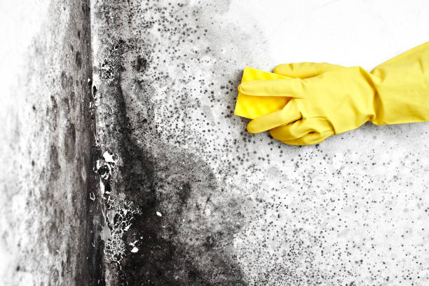 Home Mold Removal in Shady Hills, FL