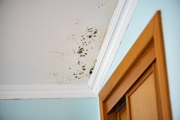 Best Same-Day Mold Removal  in Shady Hills, FL