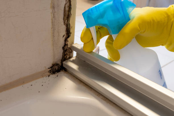 Best Local Mold Removal Service  in Shady Hills, FL
