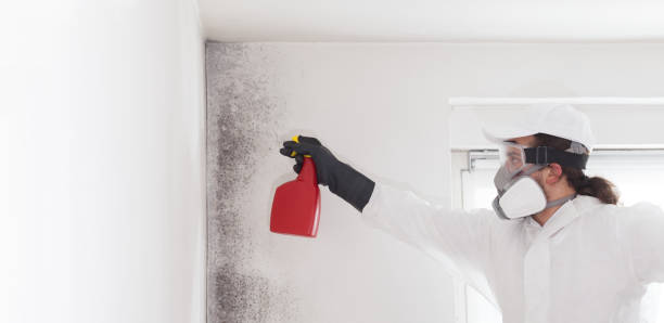 Best Professional Mold Removal  in Shady Hills, FL