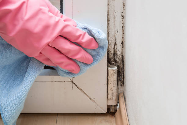 Best Mold Cleaning Services  in Shady Hills, FL